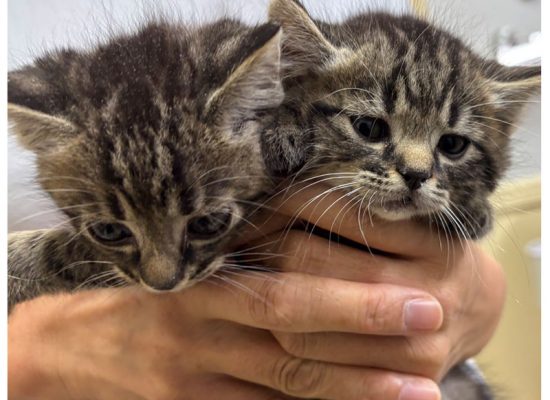 キジトラ2匹2025年9月生まれ