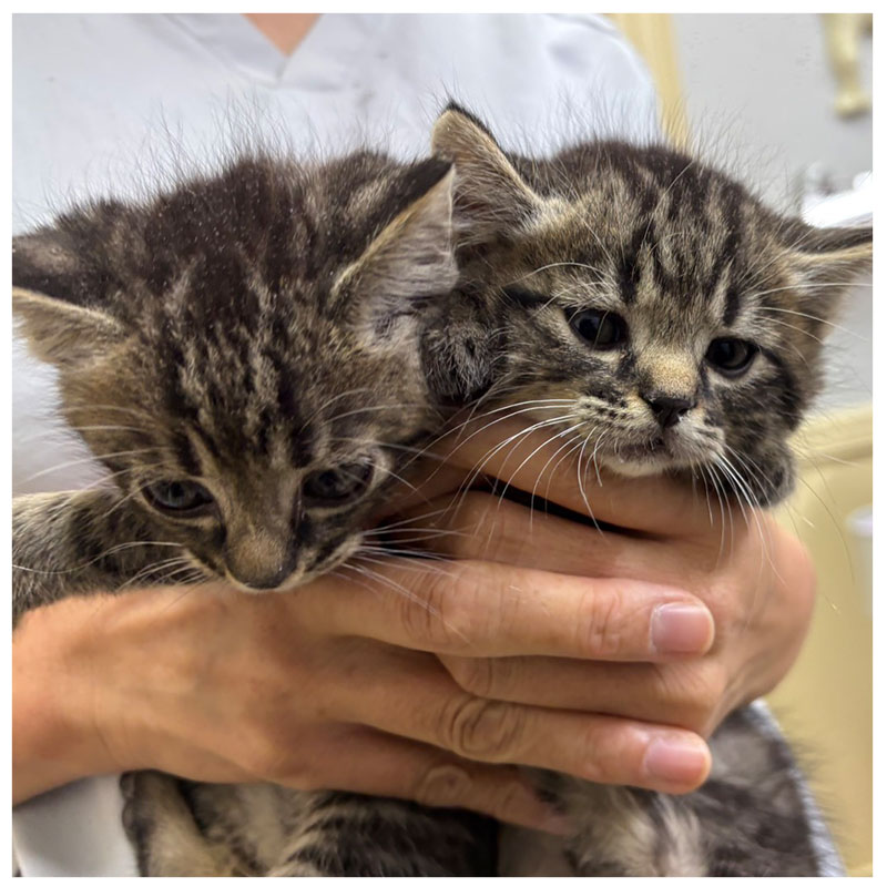 キジトラ2匹2025年9月生まれ