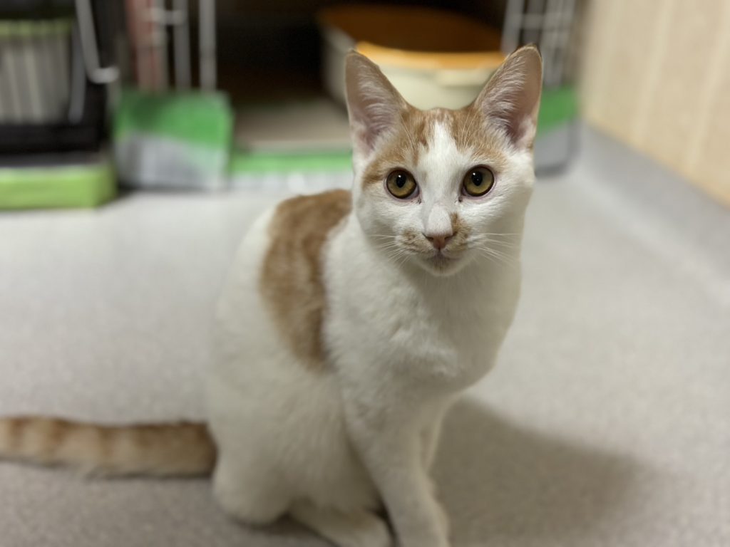 てつや20251109001