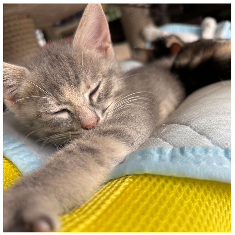 モニョ20251107001