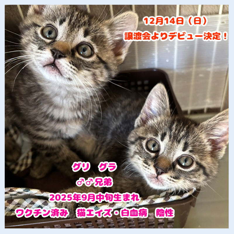 お名前決定グリとグラ1