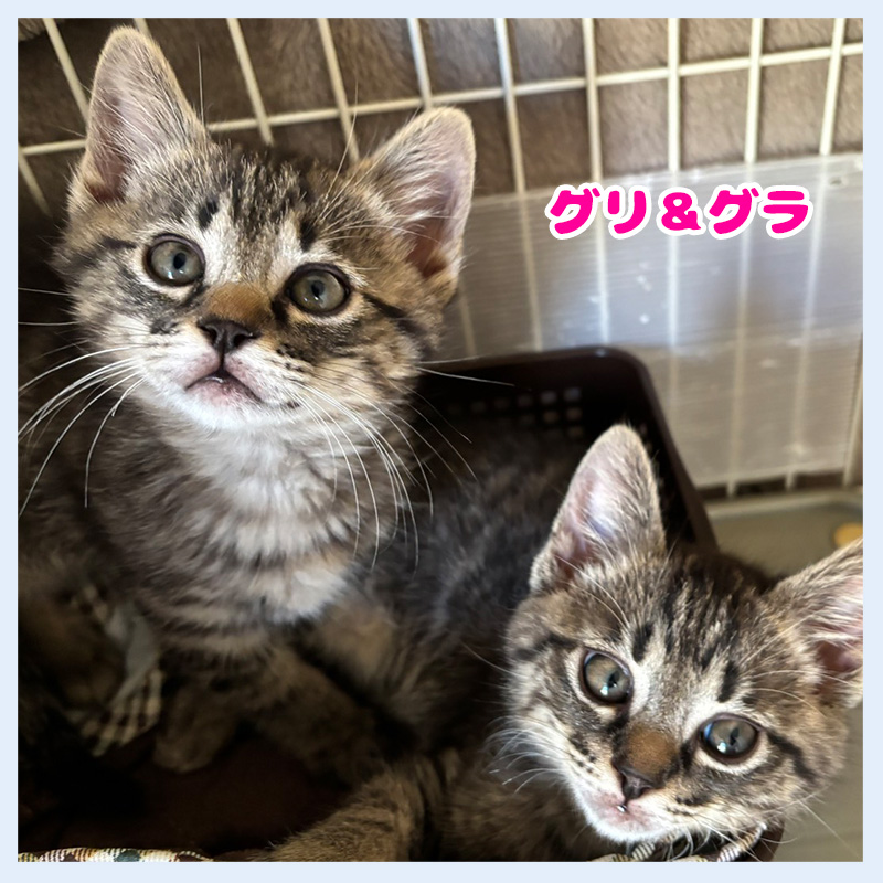 お名前決定グリとグラ04