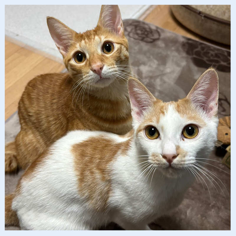 てつやたいが20251227001