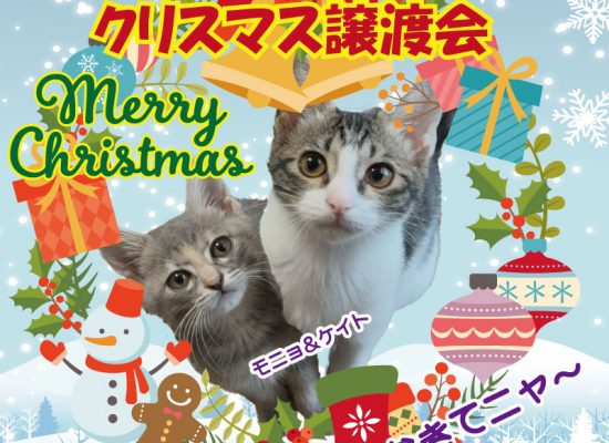 クリスマス譲渡会モニョケイト