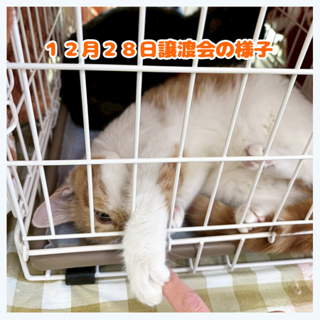 20251228譲渡会に参加したねずことしのぶ