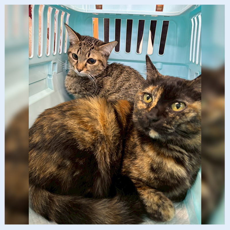 20260111ラテひな002