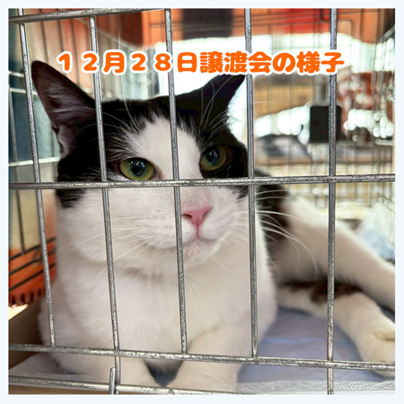 20251228譲渡会に参加したアド君