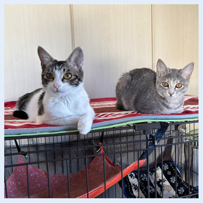 20260207ケイトモニョ