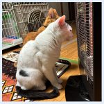 ハロゲンヒーター大好きわくわく2026020801