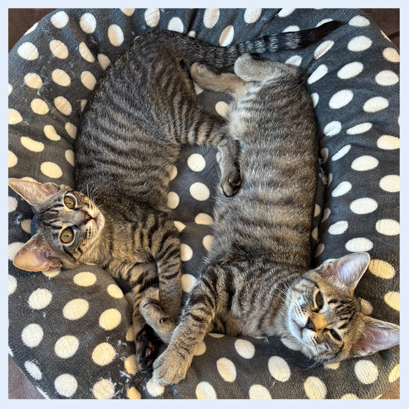 グリグラ正方形20260207001