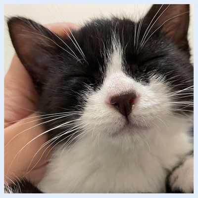 しゅな正式譲渡20260220