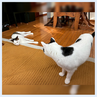 あつしステイ20260220