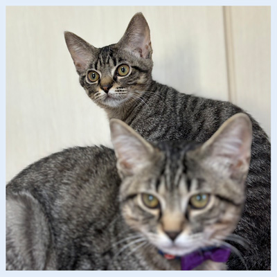 グリグラ20260220001