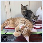 ぐりぐらたいが20260220