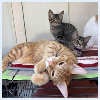 ぐりぐらたいが20260220