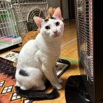 ハロゲンヒーター大好きわくわく20260221