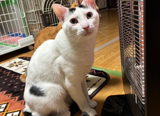 ハロゲンヒーター大好きわくわく20260221