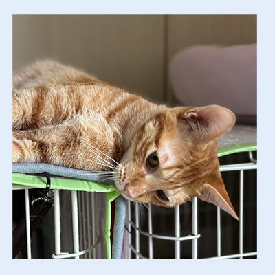 ケイトモニョの寝顔20260321