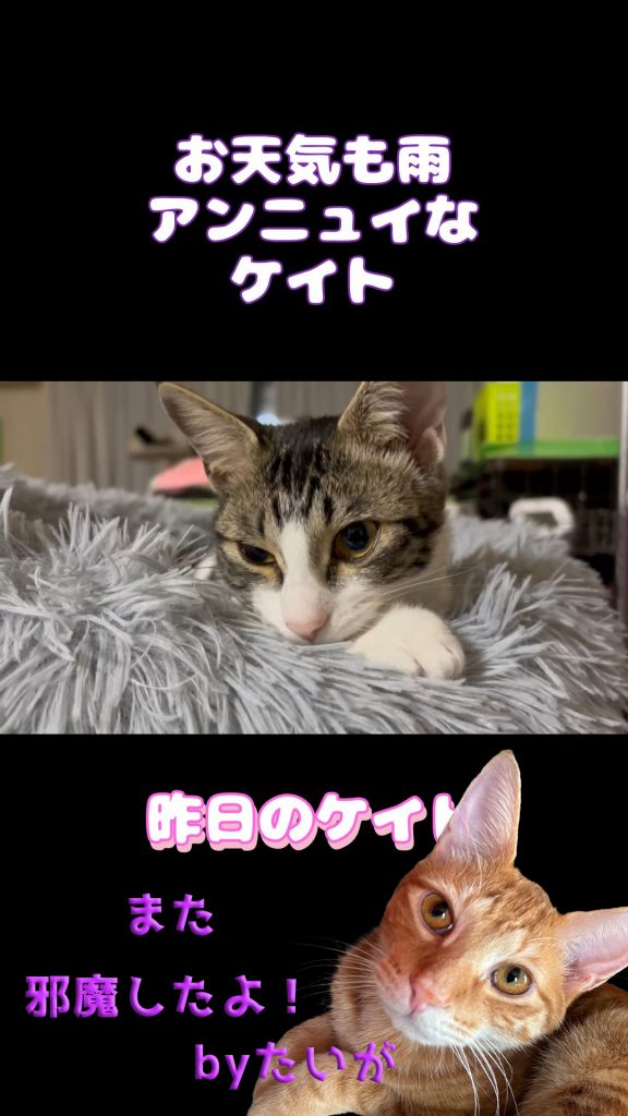 ケイトとたいが