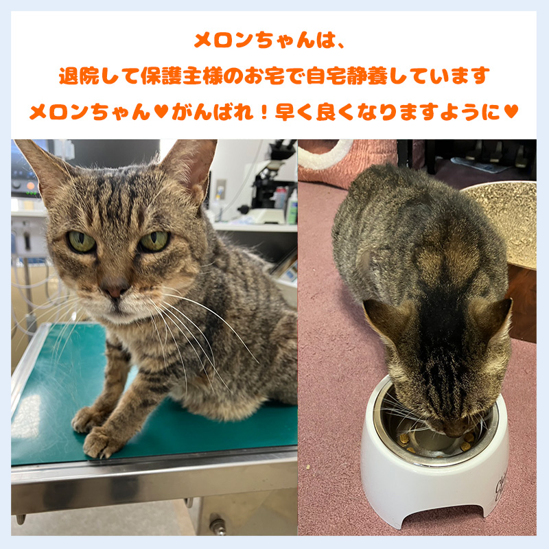 20260222メロンちゃん