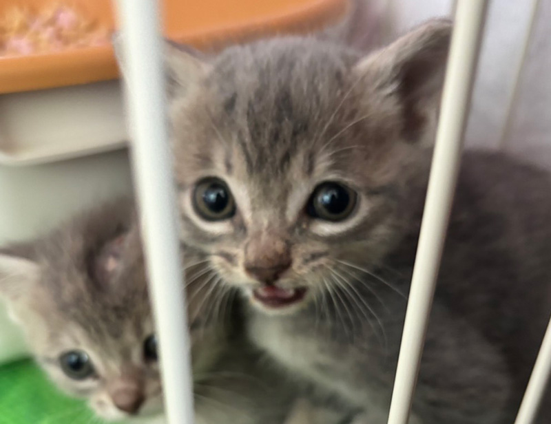 入院中の子猫K003