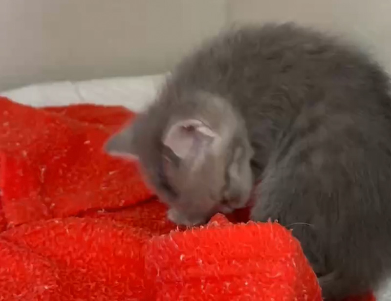 入院中の子猫001