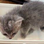 入院中の子猫K001