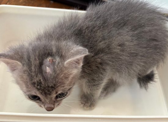 入院中の子猫K001