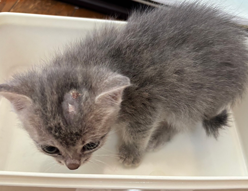 入院中の子猫K001