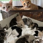 多頭飼育崩壊より保護された子猫