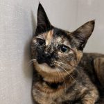 シェリー20260424U