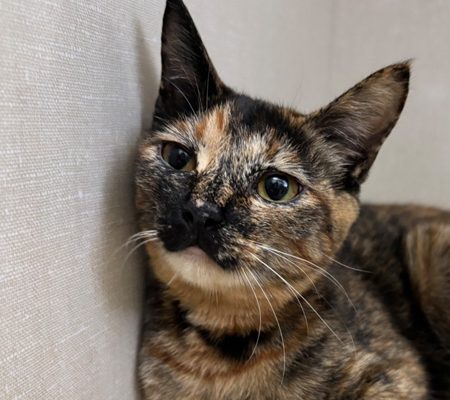 シェリー20260424U