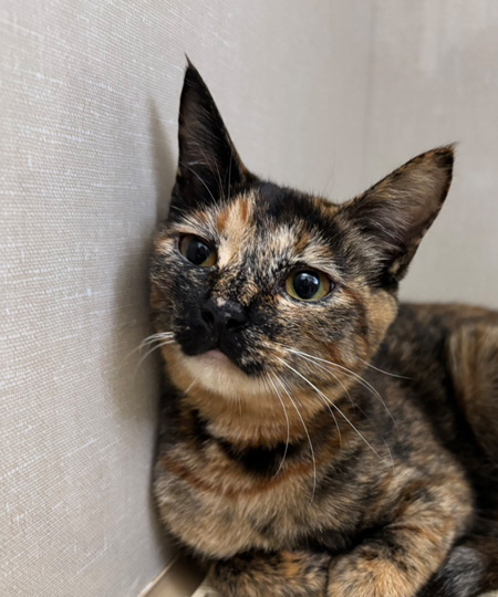 シェリー20260424U