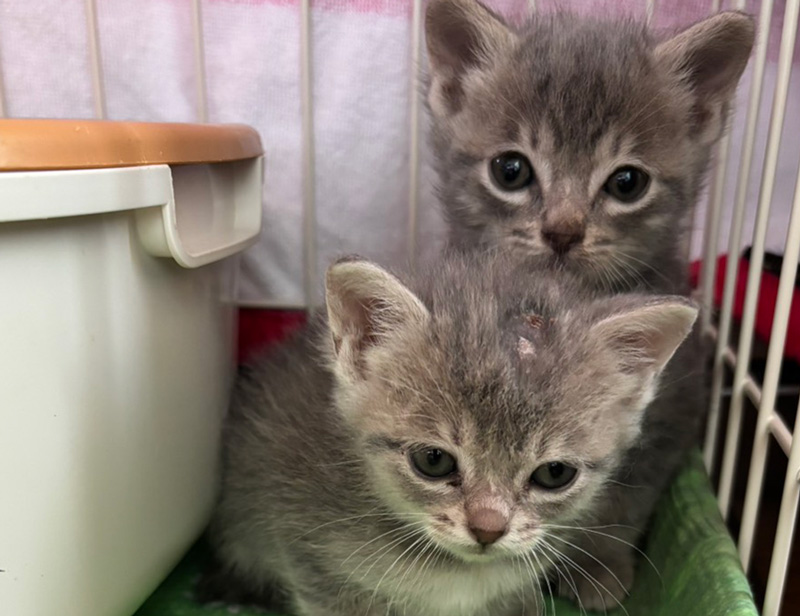 入院中の子猫K002