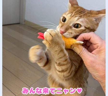 たいがみんな譲渡会に来てにゃん