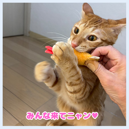 たいがみんな譲渡会に来てにゃん