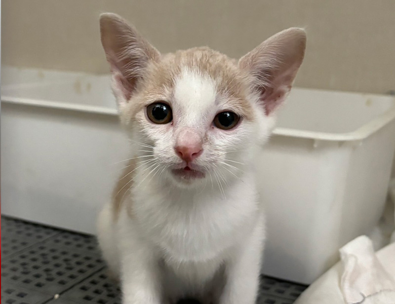 入院中の子猫003