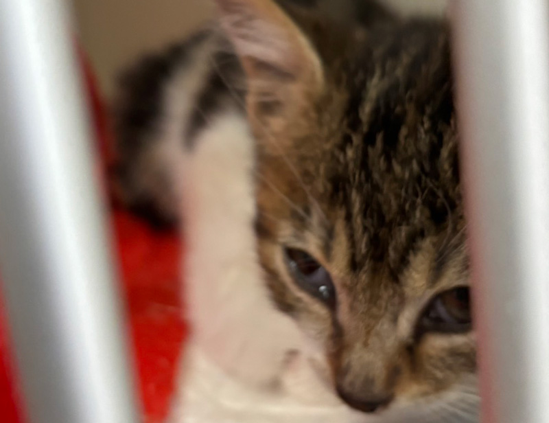 入院中の子猫002