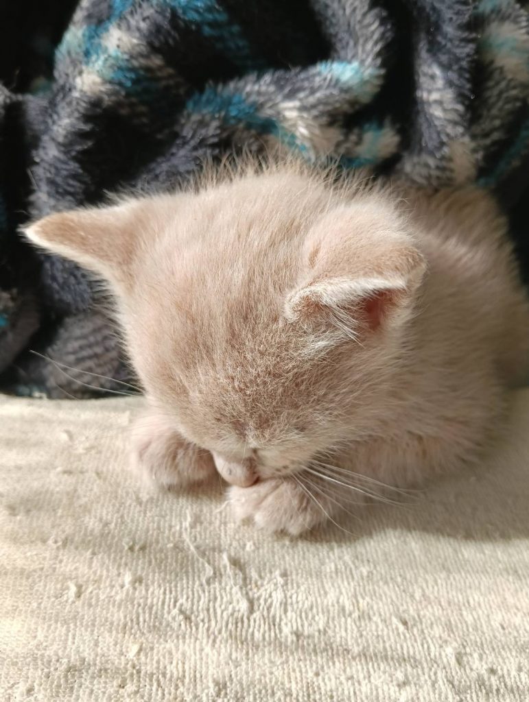 多頭崩壊の現場にはたくさんの子猫もいました